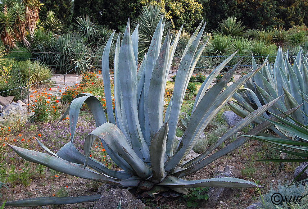 Изображение особи Agave americana.