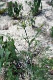 Astrodaucus littoralis. Верхняя часть расцветающего растения Украина, Херсонская обл., Черноморский биосферный заповедник, о-в Тендровская Коса. 31 мая 2007 г.