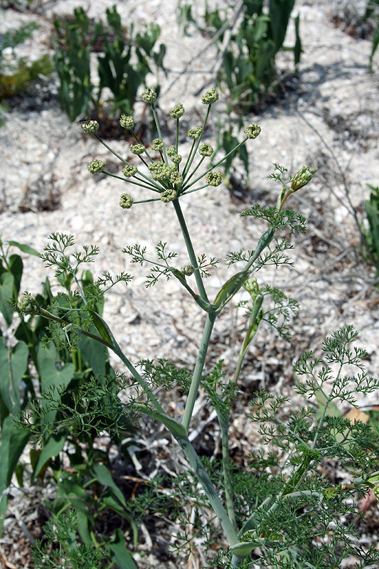 Image of Astrodaucus littoralis specimen.