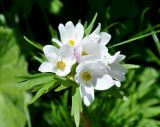 Anemonastrum fasciculatum