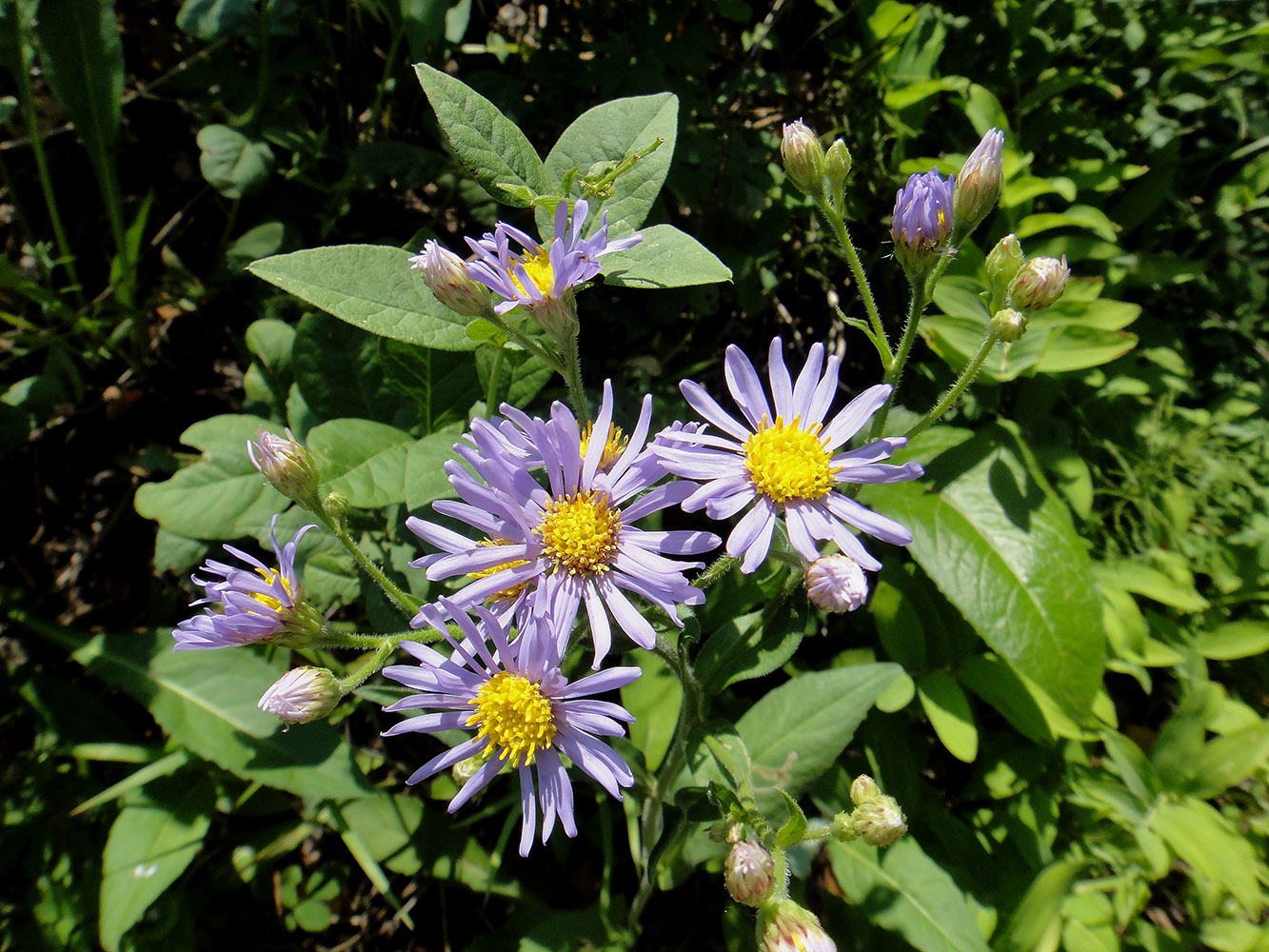 Image of Aster tataricus specimen.