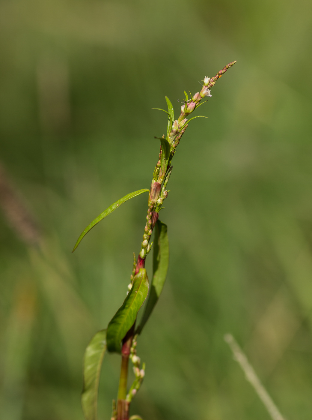 Image of Persicaria hydropiper specimen.