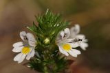 Euphrasia brevipila. Верхушка цветущего растения. Ленинградская обл., Всеволожский р-н, окр. пос. Куйвози, зарастающее осушенное болото. 06.08.2015.