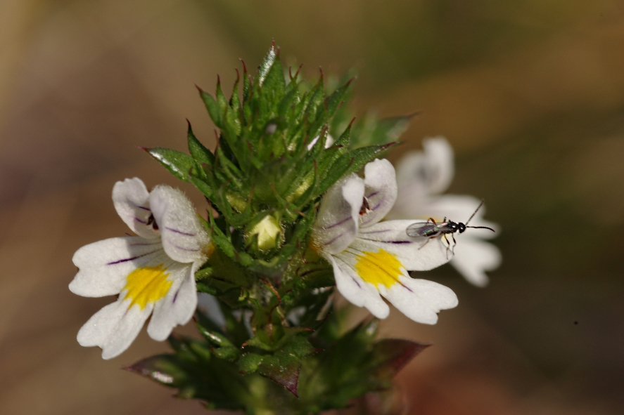 Image of Euphrasia brevipila specimen.