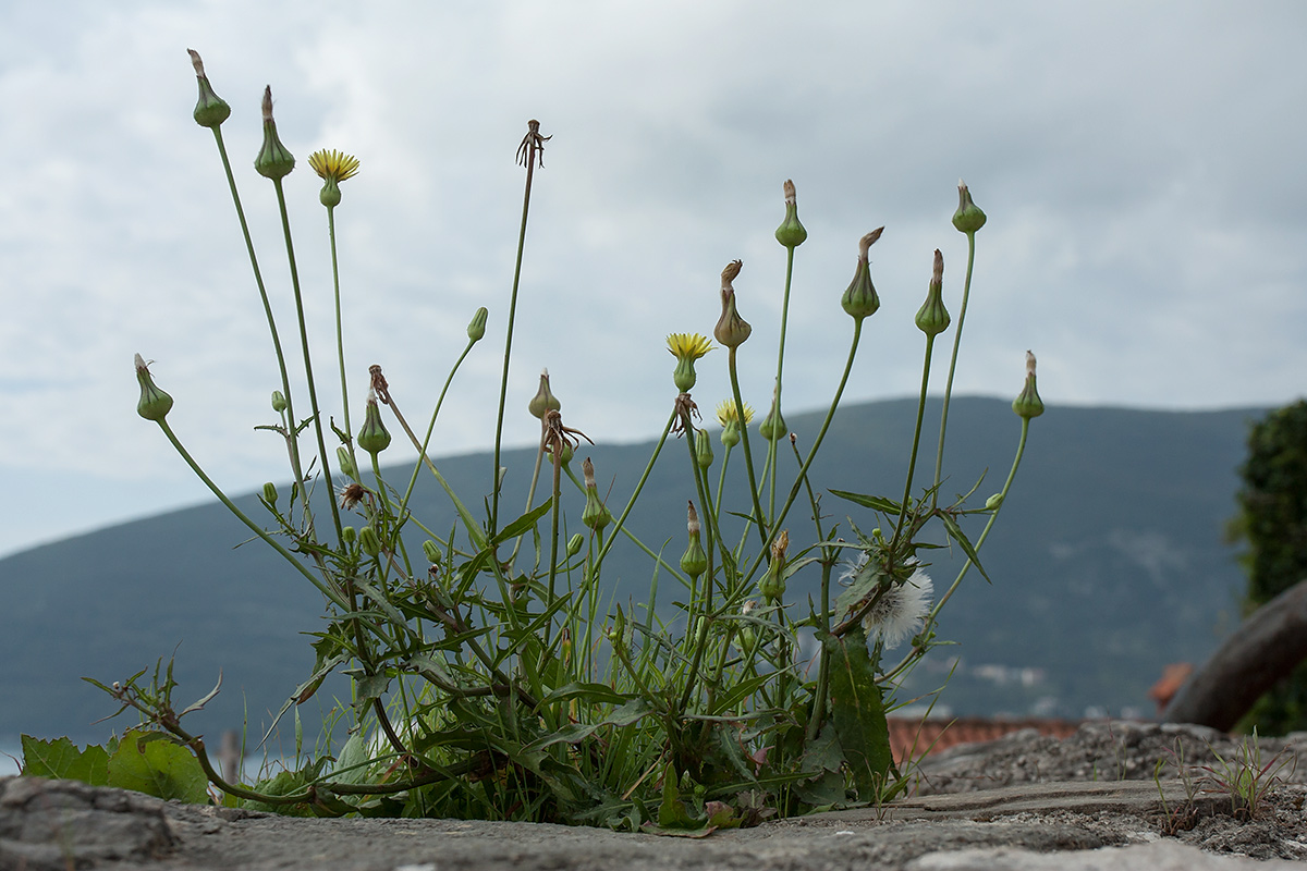 Изображение особи Urospermum picroides.