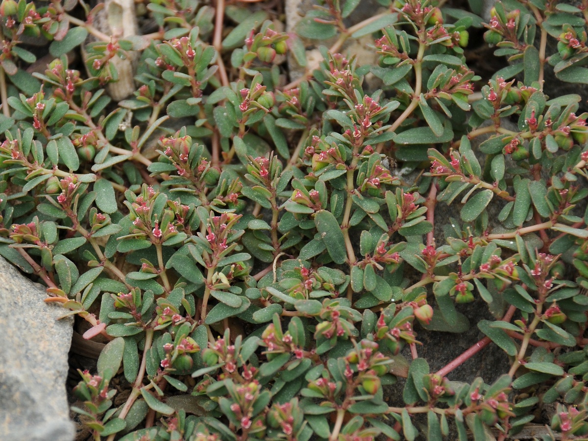 Изображение особи Euphorbia glyptosperma.