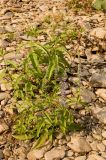 Veronica longifolia