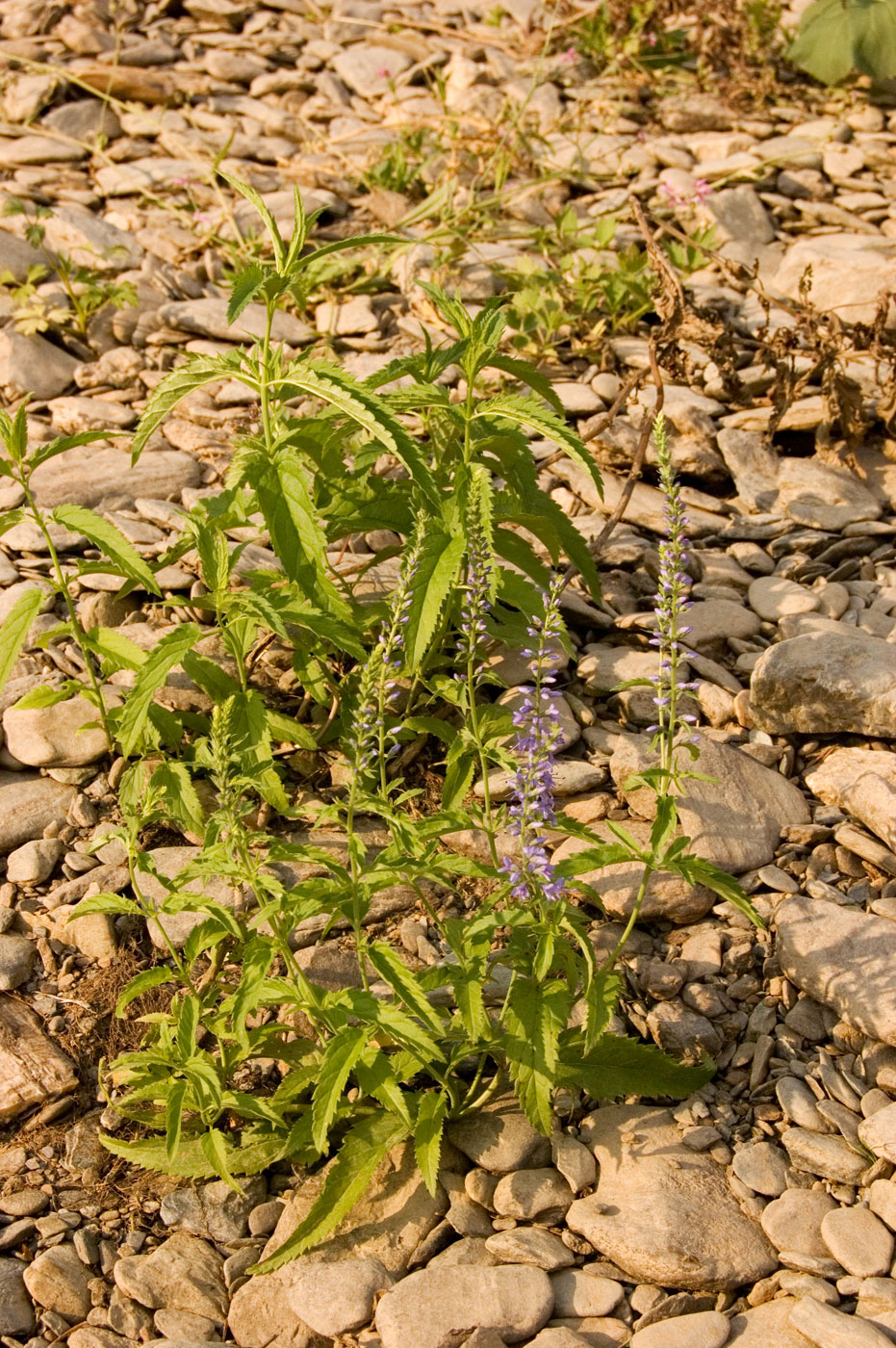 Изображение особи Veronica longifolia.