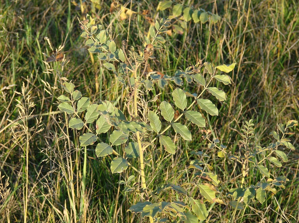 Image of Glycyrrhiza grandiflora specimen.