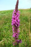 Lythrum salicaria. Верхушка цветущего растения. Украина, Волынская обл., Ратновский р-н, с. Залухов, осушенный торфяник. 1 августа 2009 г.