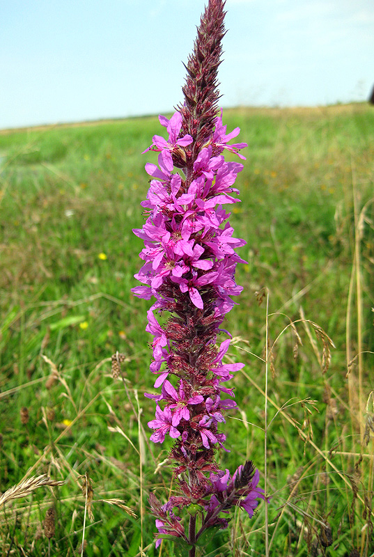 Image of Lythrum salicaria specimen.