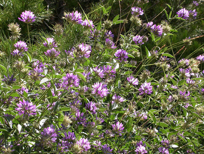 Image of Psoralea bituminosa ssp. pontica specimen.