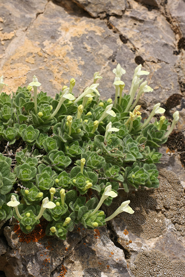 Изображение особи Scutellaria immaculata.