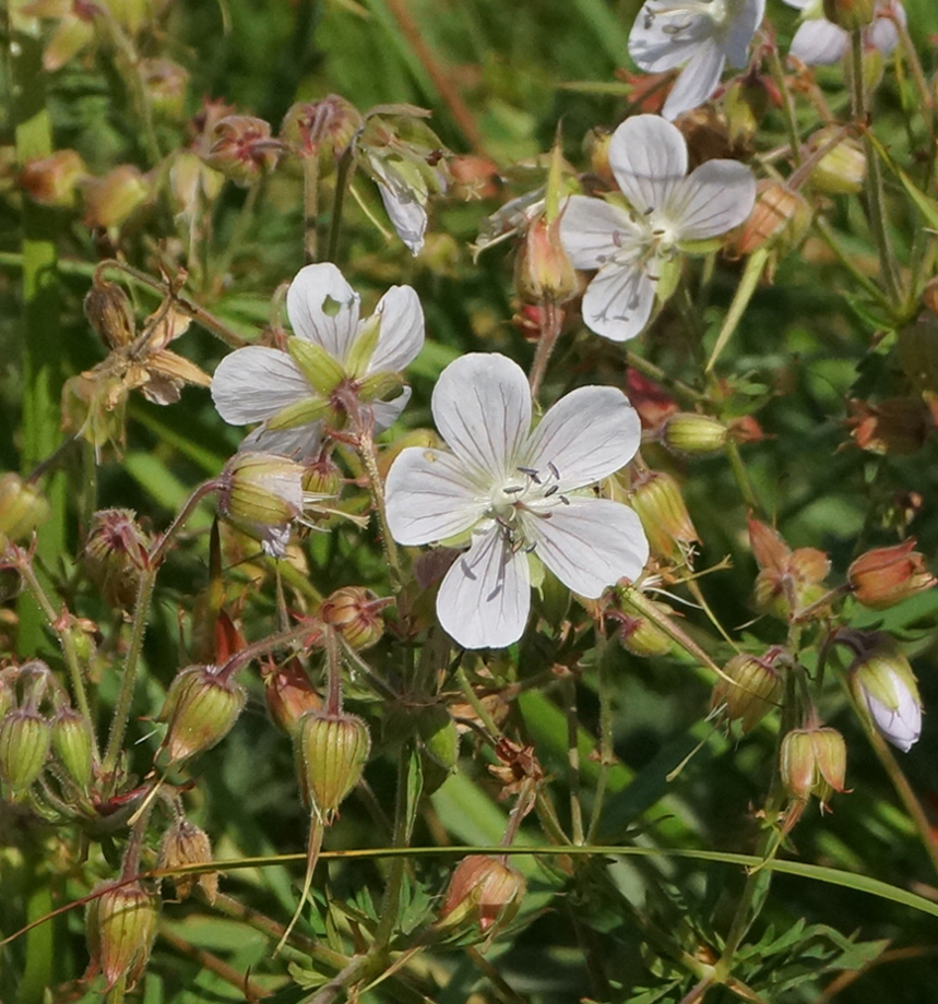 Изображение особи Geranium affine.