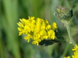 Medicago falcata