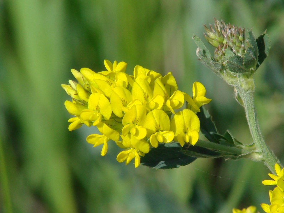 Image of Medicago falcata specimen.