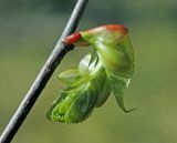 Tilia cordata. Распускающаяся почка. Московская обл., Раменский р-н, окр. дер. Хрипань, садовый участок. 12.05.2015.