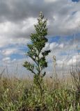 Limonium coralloides