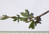 Image of taxon representative. Author is Сергей Банкетов