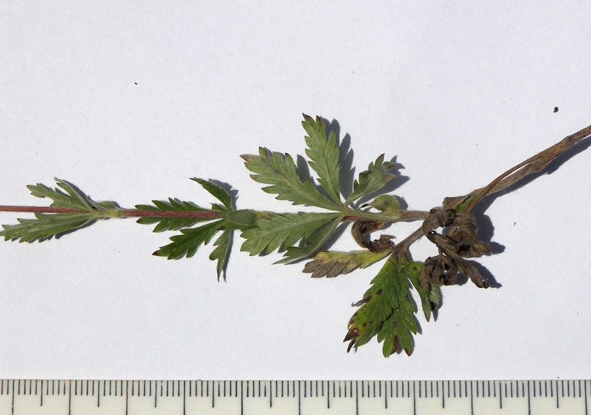 Image of Potentilla caucasica specimen.
