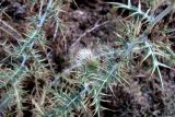 Cirsium pseudolappaceum