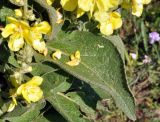 Verbascum densiflorum