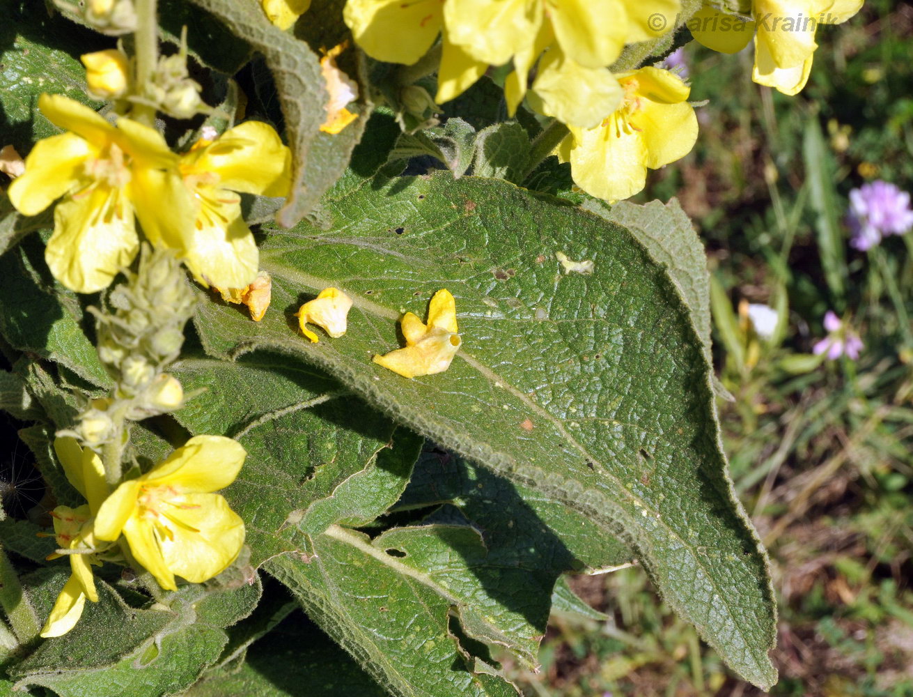 Image of Verbascum densiflorum specimen.