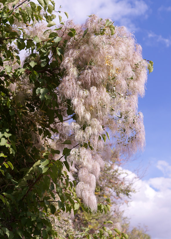 Image of Clematis orientalis specimen.