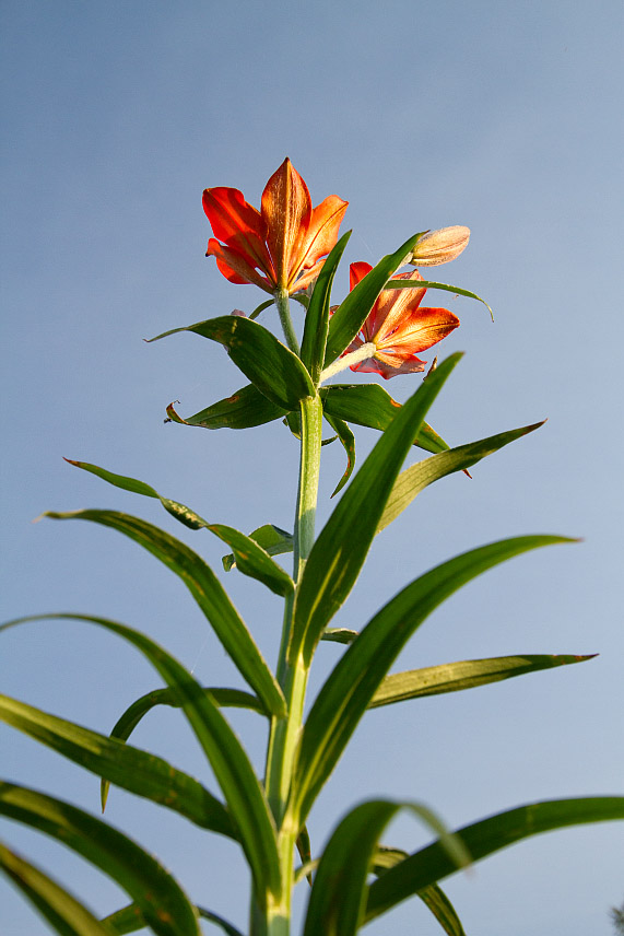 Изображение особи Lilium pensylvanicum.