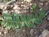 Oxytropis macrocarpa. Лист. Кыргызстан, Нарынская обл., левый берег долины р. Нарын, окр. с. Таш-Башат. 11.06.2015.