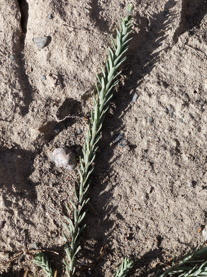 Image of Linum altaicum specimen.