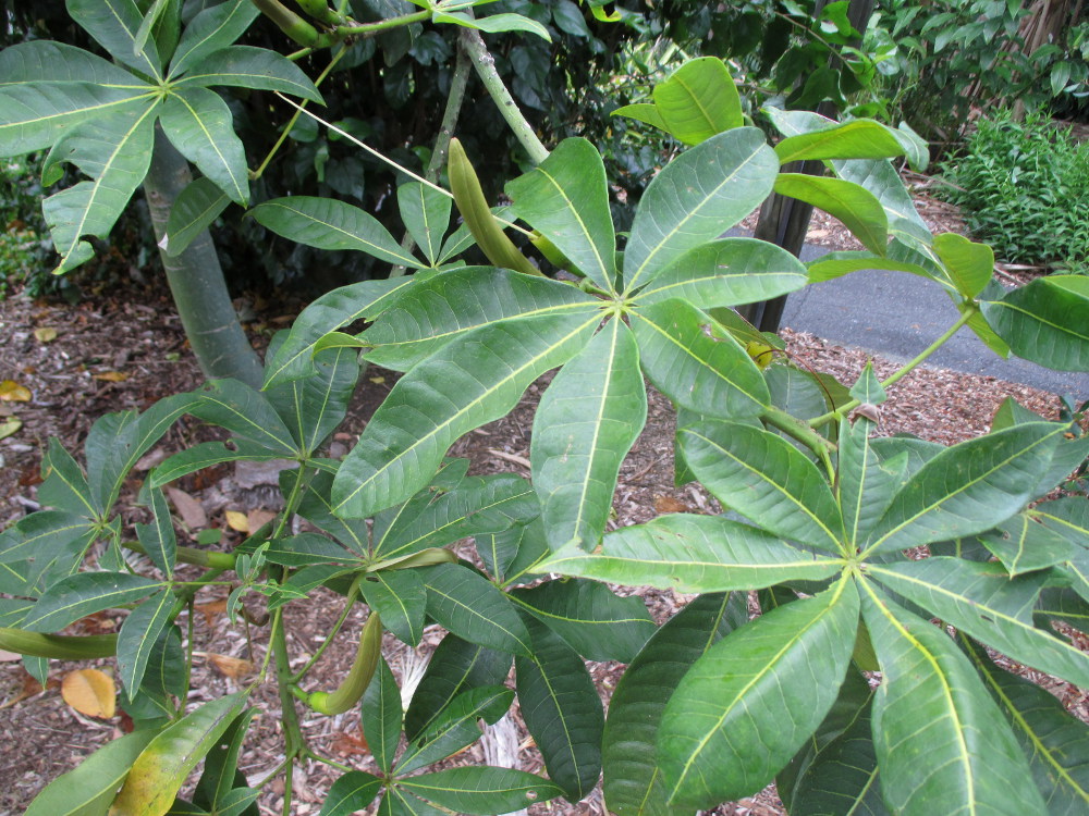 Изображение особи Pachira insignis.