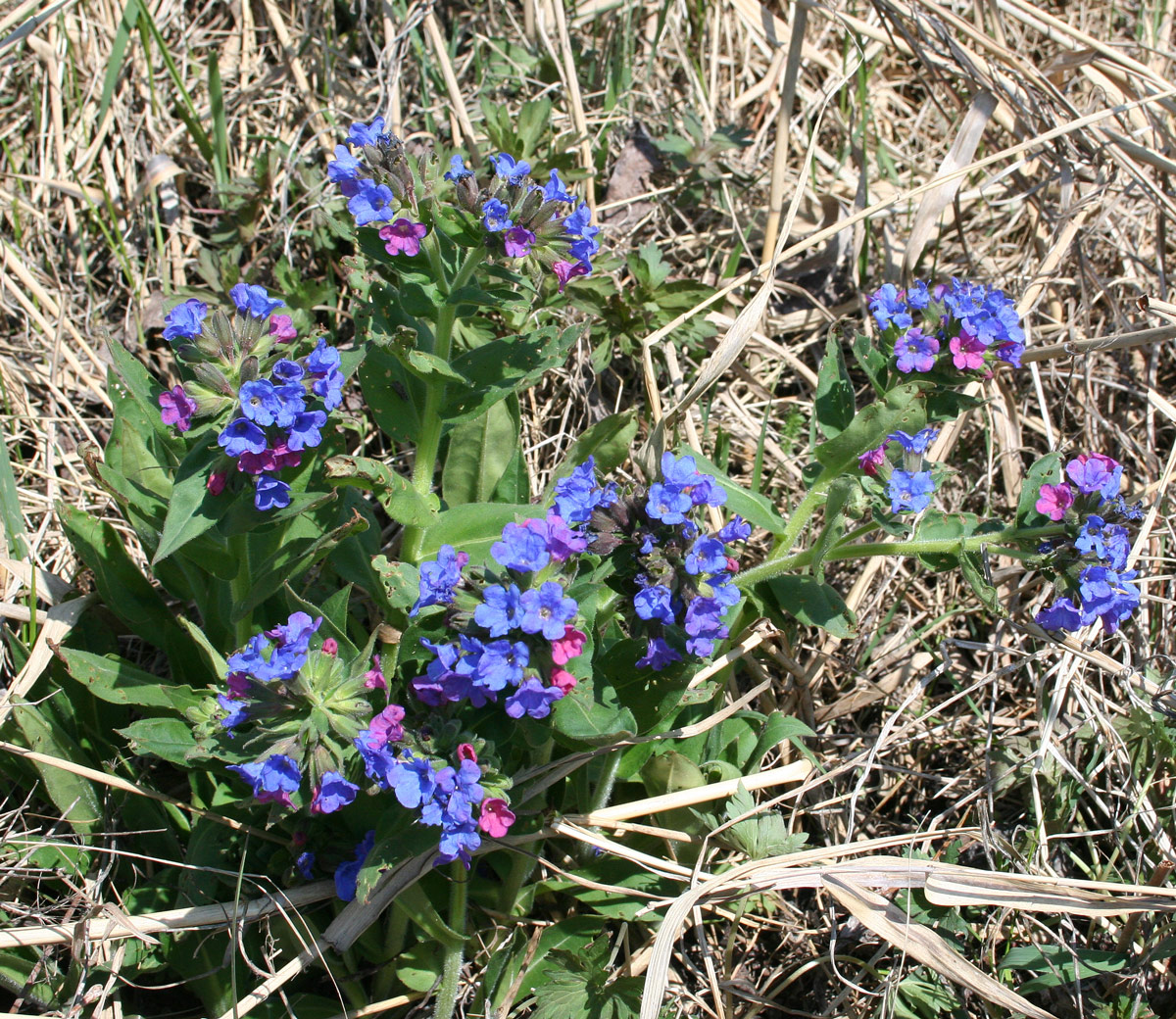 Изображение особи Pulmonaria mollis.