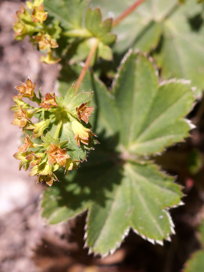 Изображение особи род Alchemilla.