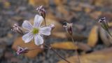 Gypsophila elegans