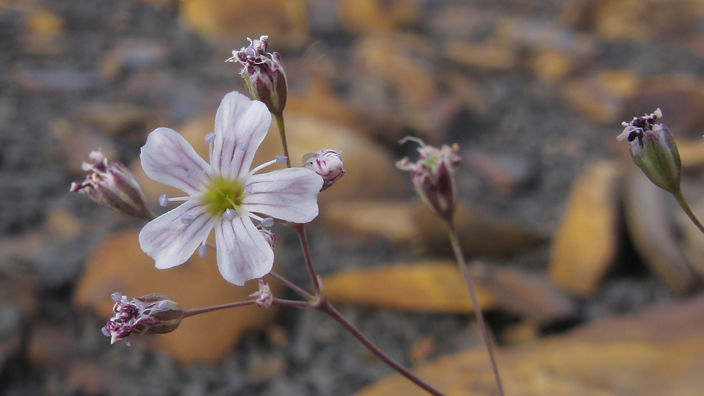 Изображение особи Gypsophila elegans.