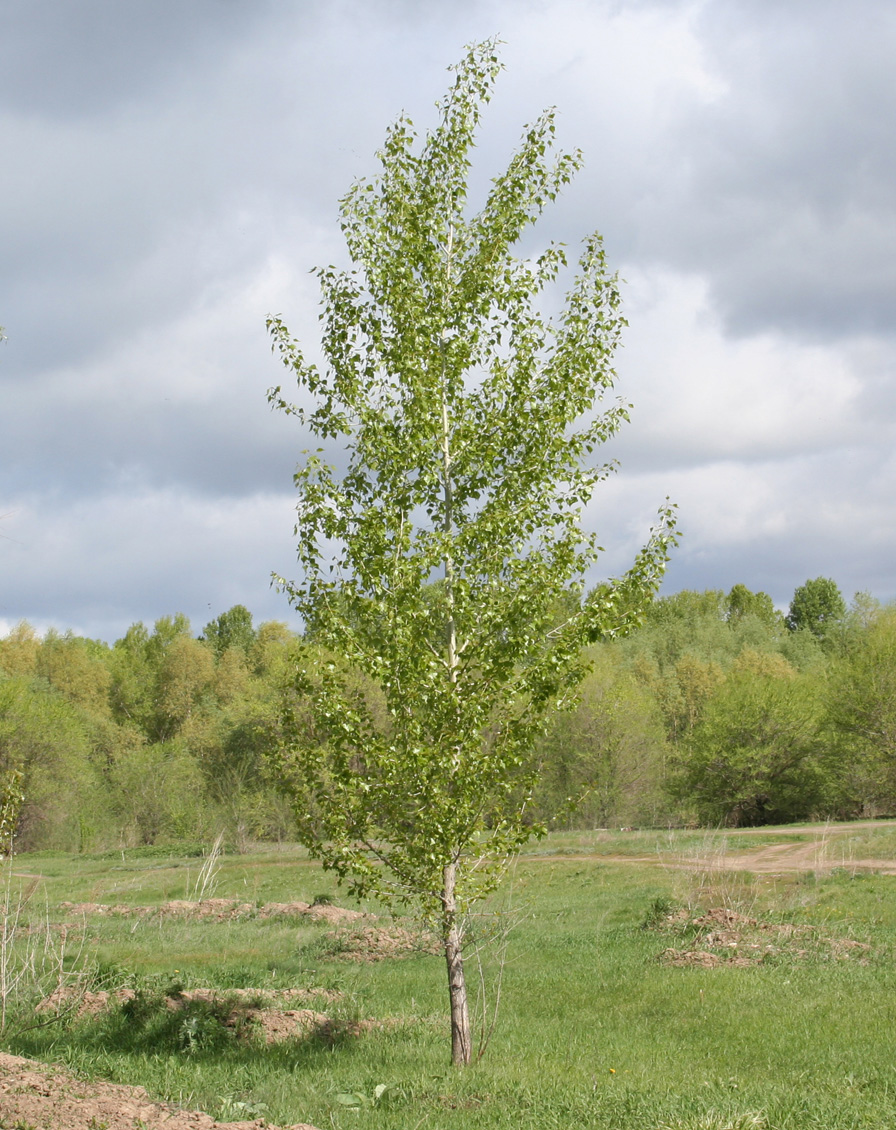 Изображение особи Populus &times; sibirica.