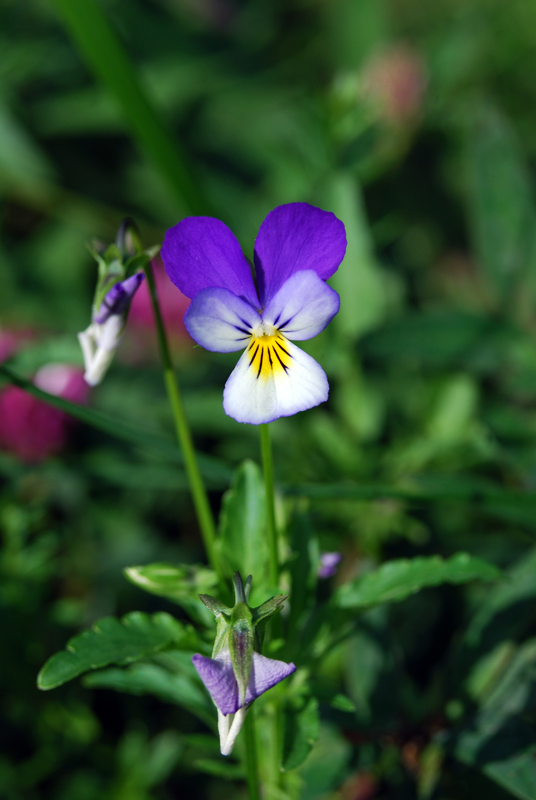 Изображение особи Viola tricolor.