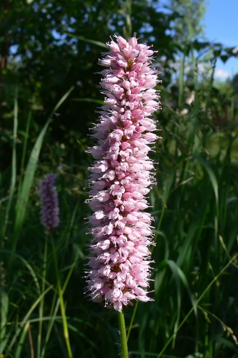 Изображение особи Bistorta officinalis.