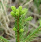 Picea obovata