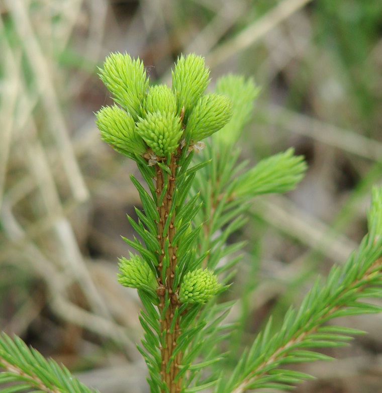 Изображение особи Picea obovata.