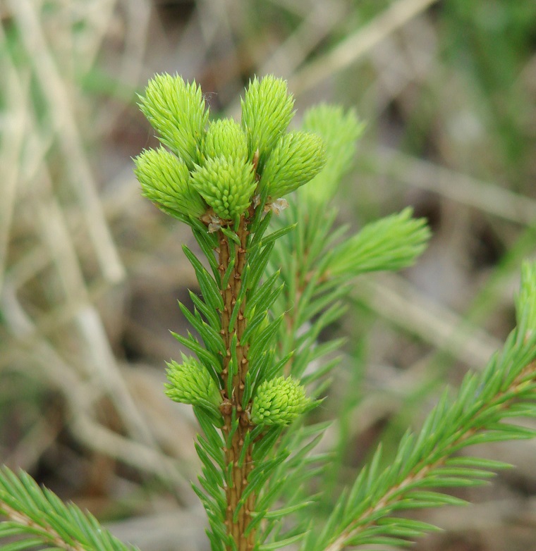 Изображение особи Picea obovata.