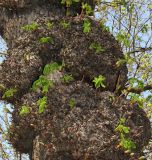 Aesculus hippocastanum. Нарост на стволе старого дерева с побегами из покоящихся почек. Эстония, г. Таллин, Старый город. 09.05.2013.