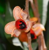 Cupaniopsis anacardioides