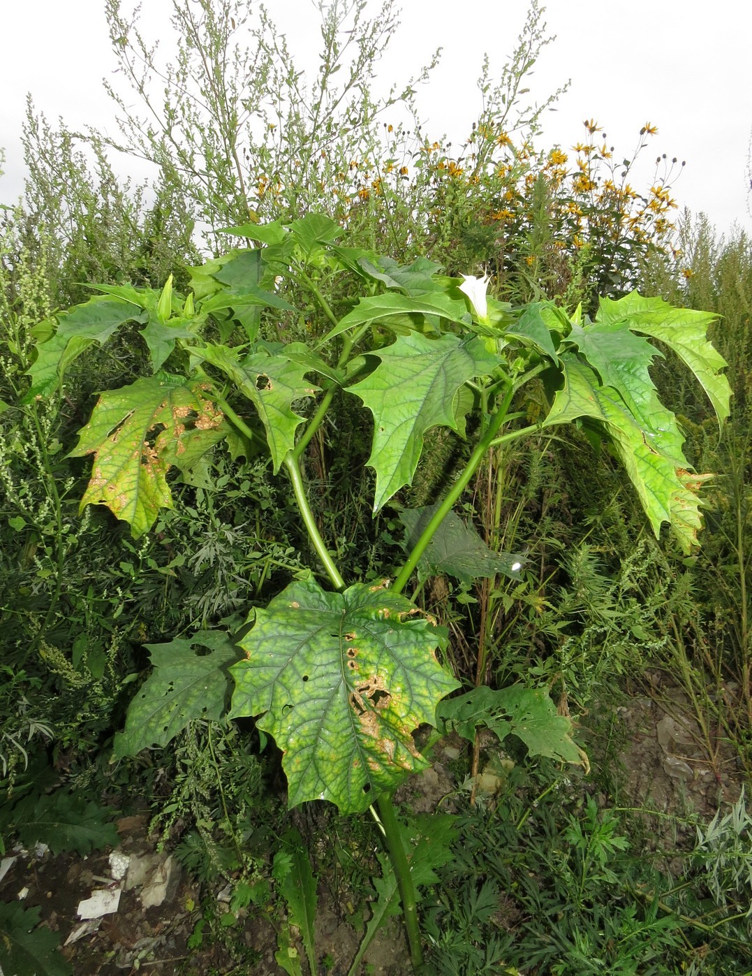 Изображение особи Datura stramonium.