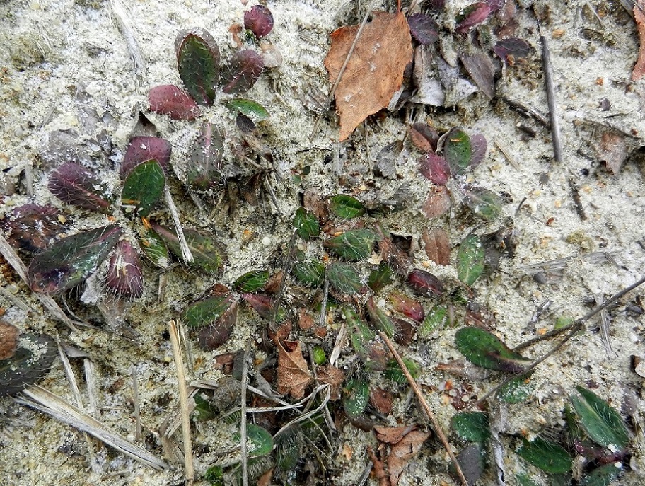 Image of Pilosella officinarum specimen.