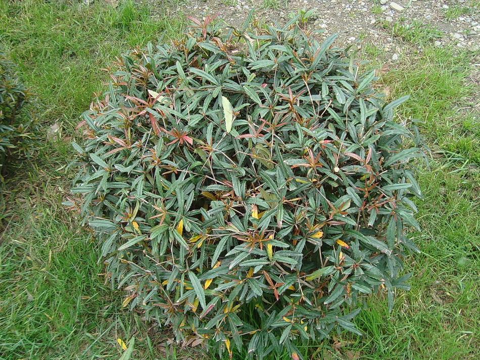 Image of genus Berberis specimen.