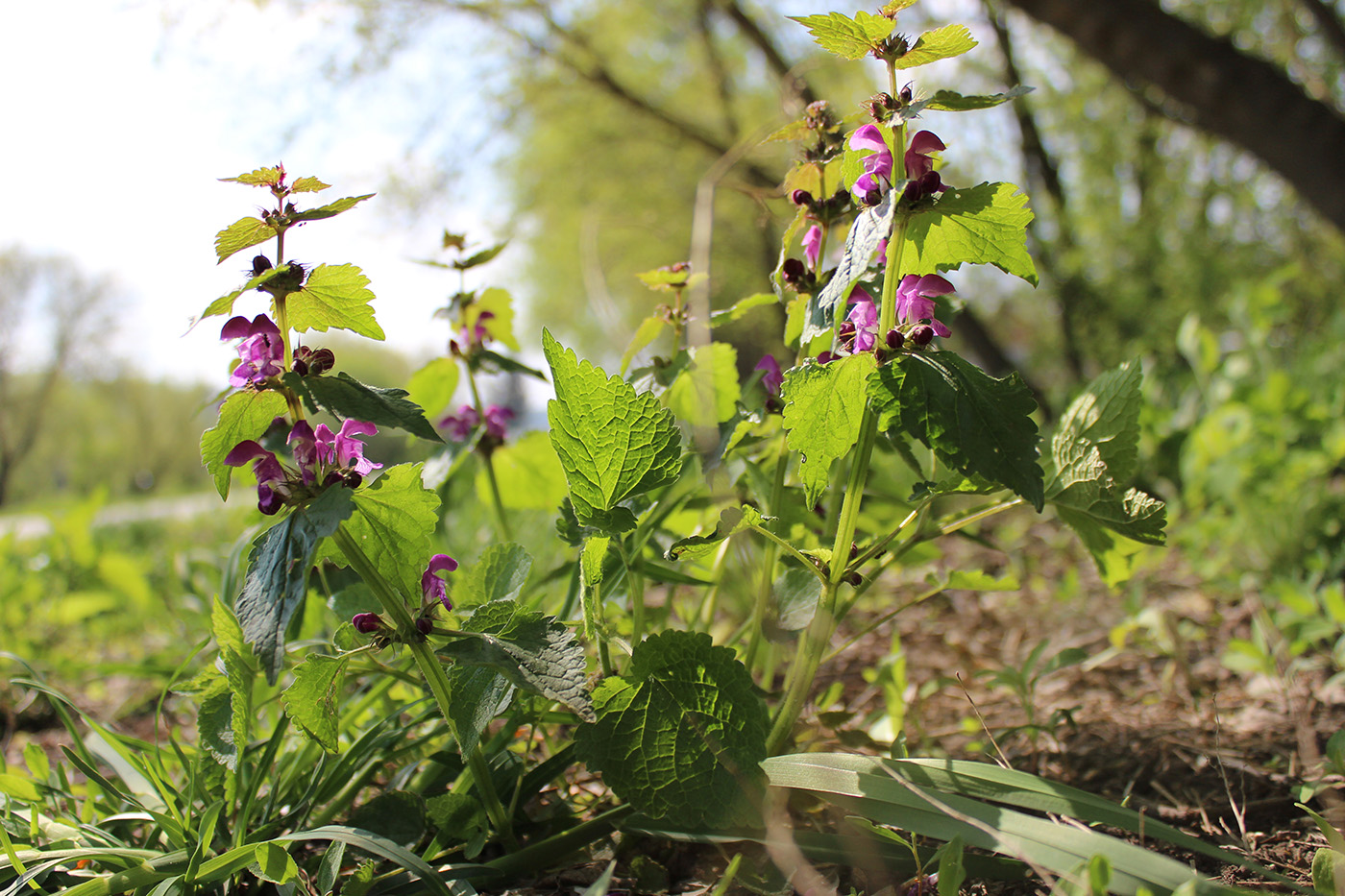 Image of Lamium maculatum specimen.