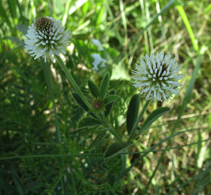 Изображение особи Trifolium montanum.