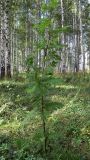 Sorbus sibirica